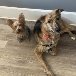 No Bones About It - Dog daycare and spaw for all shapes and sizes!