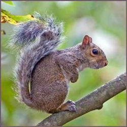 A -1 Wildlife Removal - Common squirrel in Ga