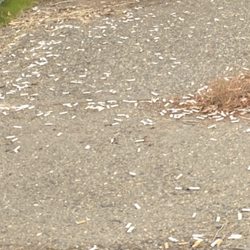 San Juan Unified School District - Cigarettes everywhere nasty employees