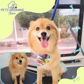 Pets Grooming Home - Pet Groomers Near Me - Simi Valley, California Pets Grooming Home - Pet Groomers Near Me - Simi Valley, California