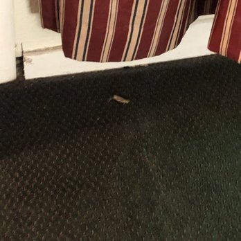 Alamo Inn & Suites - Another live cricket just hanging out with the rest of the dirt and grime - Hotels Near Me - Gillette, Wyoming Alamo Inn & Suites - Another live cricket just hanging out with the rest of the dirt and grime - Hotels Near Me - Gillette, Wyoming