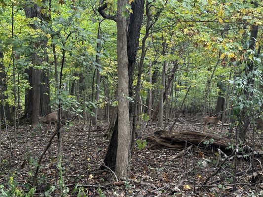 Maybury State Park by null