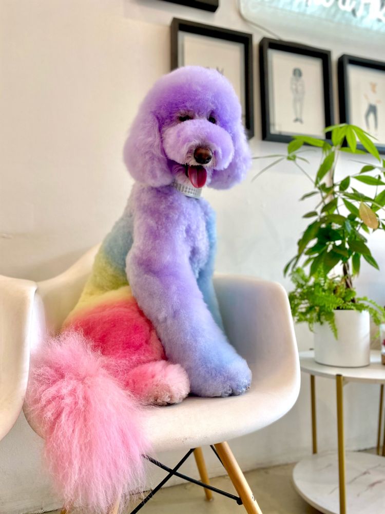 DOGUE SPA Updated October 2024 299 Photos & 199 Reviews 8278