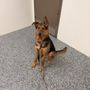 Central Nebraska Humane Society