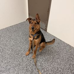 Central Nebraska Humane Society - Dog