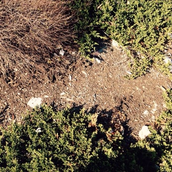 CVS Pharmacy - a bird sitting on the ground - Drugstores Near Me - New Rochelle, New York