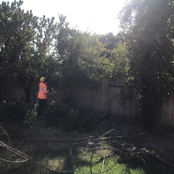 Affordable Tree - Backyard BEFORE - Tree Services Near Me - Tracy, California