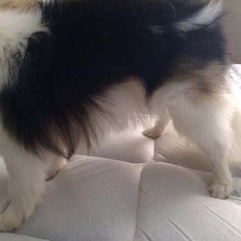 Petco - Petco took off her feathering - Pet Training Near Me - Warrenton, Virginia Petco - Petco took off her feathering - Pet Training Near Me - Warrenton, Virginia