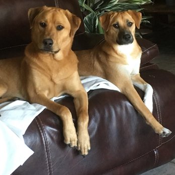 Green Paws Pet Market - Pet Groomers Near Me - Plantation, Florida