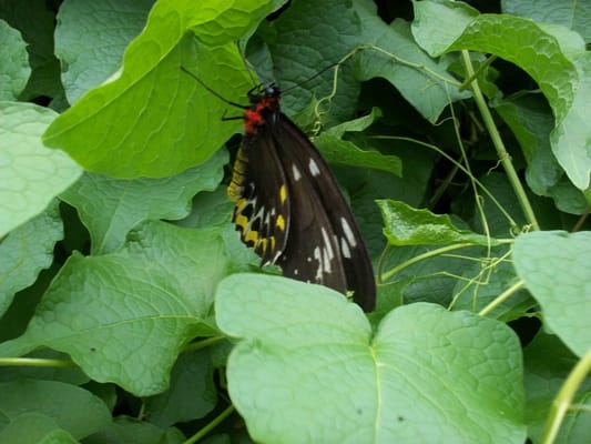 The Key West Butterfly and Nature Conservatory by null