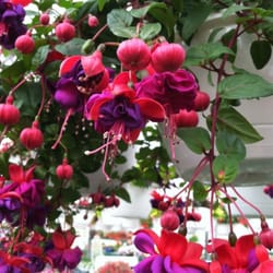 My bleeding hearts!! The hummingbirds love them