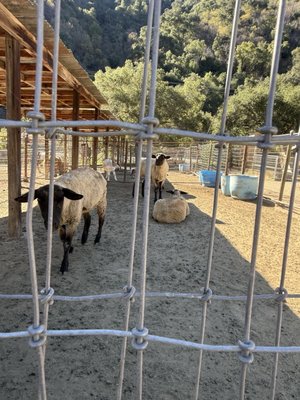 Painted Pony by null