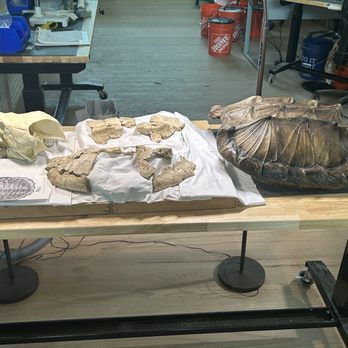 Waco Mammoth National Monument - Prehistoric snapping turtle- shell is the actual fossil and the rest are replicas - Museums Near Me - Waco, Texas Waco Mammoth National Monument - Prehistoric snapping turtle- shell is the actual fossil and the rest are replicas - Museums Near Me - Waco, Texas