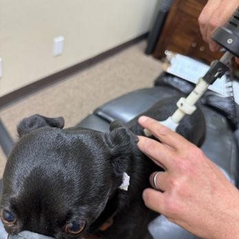 Michael A. Wooten - Tap tool for micro adjustments. Darby wasn't a fan of the sound, but handled it like a champ! - Chiropractors Near Me - Long Beach, California Michael A. Wooten - Tap tool for micro adjustments. Darby wasn't a fan of the sound, but handled it like a champ! - Chiropractors Near Me - Long Beach, California