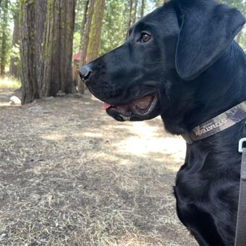 Uncle Tom's Cabin - Buck at UTC - Bars Near Me - Pollock Pines, California