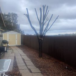 G Tree Service