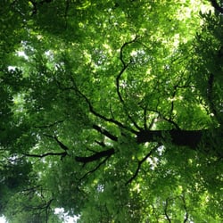 Hotel Alte Post - Chestnut canopy in Biergarden
