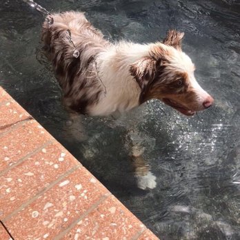 Very Important Paws - Cody at the VIP pool - Pet Groomers Near Me - West Palm Beach, Florida Very Important Paws - Cody at the VIP pool - Pet Groomers Near Me - West Palm Beach, Florida
