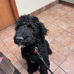 Middletown Veterinary Hospital - Edward the poodle