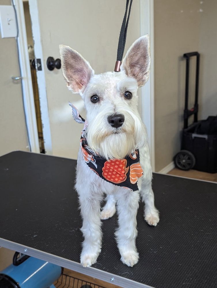 Snippy Sisters pet care 