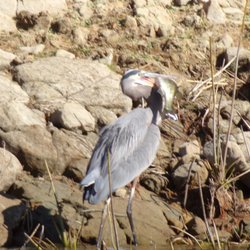 Santa Margarita Lake Marina - Blue Heron found a snack