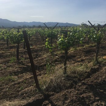 Frog's Leap Winery - Wineries Near Me - Rutherford, California