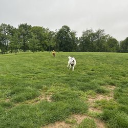 Canine Meadows - My husky mix