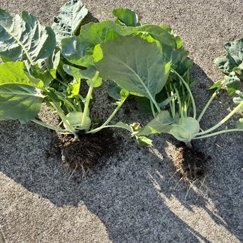 Bridgeview Gardens - Kohlrabi from kohlrabi plants purchased at Bridgeview gardens. Planted 4/30/2024 harvested on 5/30/2024. - Nurseries & Gardening Near Me - Jeffersonville, Ohio Bridgeview Gardens - Kohlrabi from kohlrabi plants purchased at Bridgeview gardens. Planted 4/30/2024 harvested on 5/30/2024. - Nurseries & Gardening Near Me - Jeffersonville, Ohio