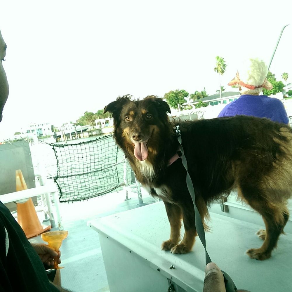 Shell Key Shuttle - My two furbabies enjoying the breeze. - Boat Charters Near Me - St. Pete Beach, Florida Shell Key Shuttle - My two furbabies enjoying the breeze. - Boat Charters Near Me - St. Pete Beach, Florida