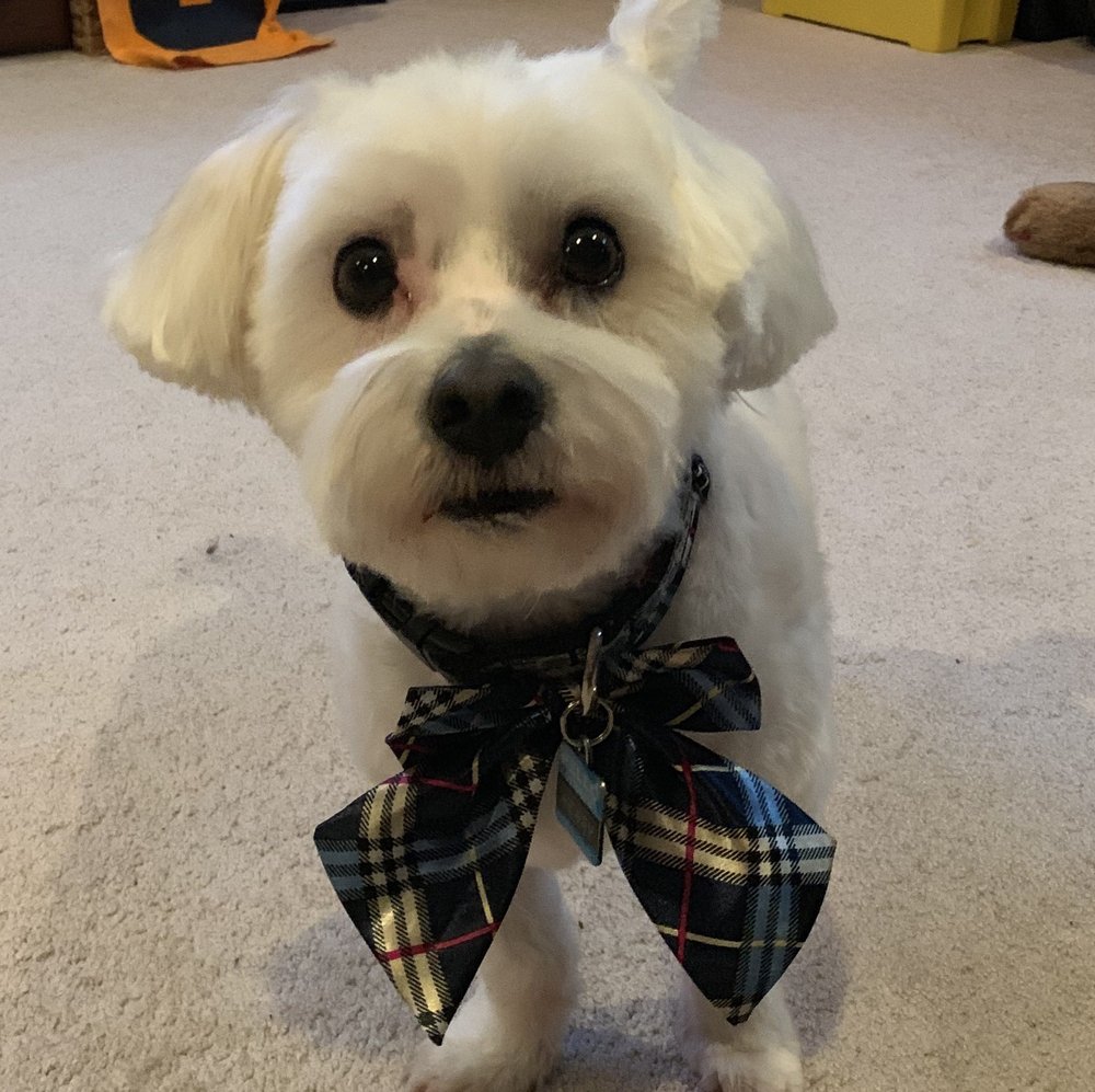 THE DEBONAIR DOG 13 Photos Pet Groomers Chesterfield, MO Phone