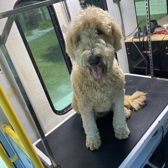 Crown Mobile Grooming - Before - Pet Groomers Near Me Crown Mobile Grooming - Before - Pet Groomers Near Me