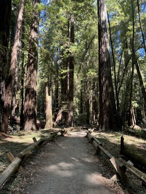 Armstrong Redwoods State Natural Reserve by null