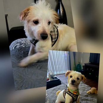 Don Doggos - Before and after of Henry's fresh new cut! - Pet Groomers Near Me - Long Beach, California Don Doggos - Before and after of Henry's fresh new cut! - Pet Groomers Near Me - Long Beach, California