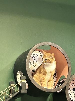 Catfeine Cat Cafe by null