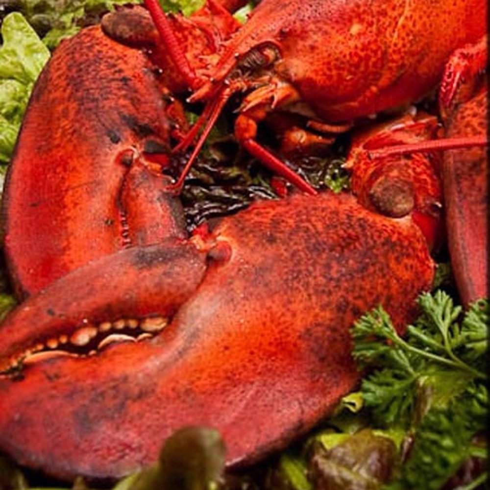 Avenue Seafood - Fresh lobster is one of their speciality, always fresh swimming lively in the tanks.  Pre-order cooked or fresh to take home. - Seafood Markets Near Me - North York, Ontario