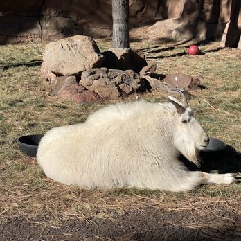 Bearizona - Zoos Near Me - Williams, Arizona Bearizona - Zoos Near Me - Williams, Arizona