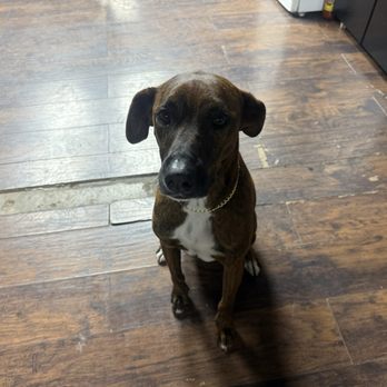 5ive Performance - They have a dog! Keeps you company while you wait for your car! - Auto Repair Near Me - Houston, Texas