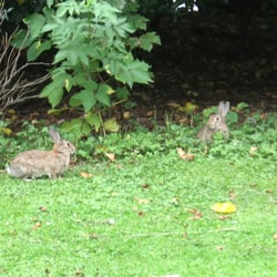 Hundewiese Zoopark