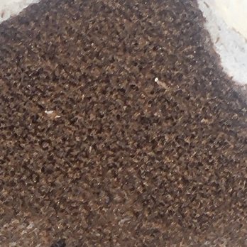 Alta Pest Control - Alta Pest control killed literally millions of these Bazillion crazy ants around my house. - Pest Control Near Me - Austin, Texas Alta Pest Control - Alta Pest control killed literally millions of these Bazillion crazy ants around my house. - Pest Control Near Me - Austin, Texas