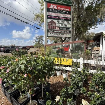 Crossroads Produce - Beautiful hibiscus for sale - Fruits & Veggies Near Me - Lithia, Florida