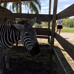 Florida's Adventures In Paradise - Zebra