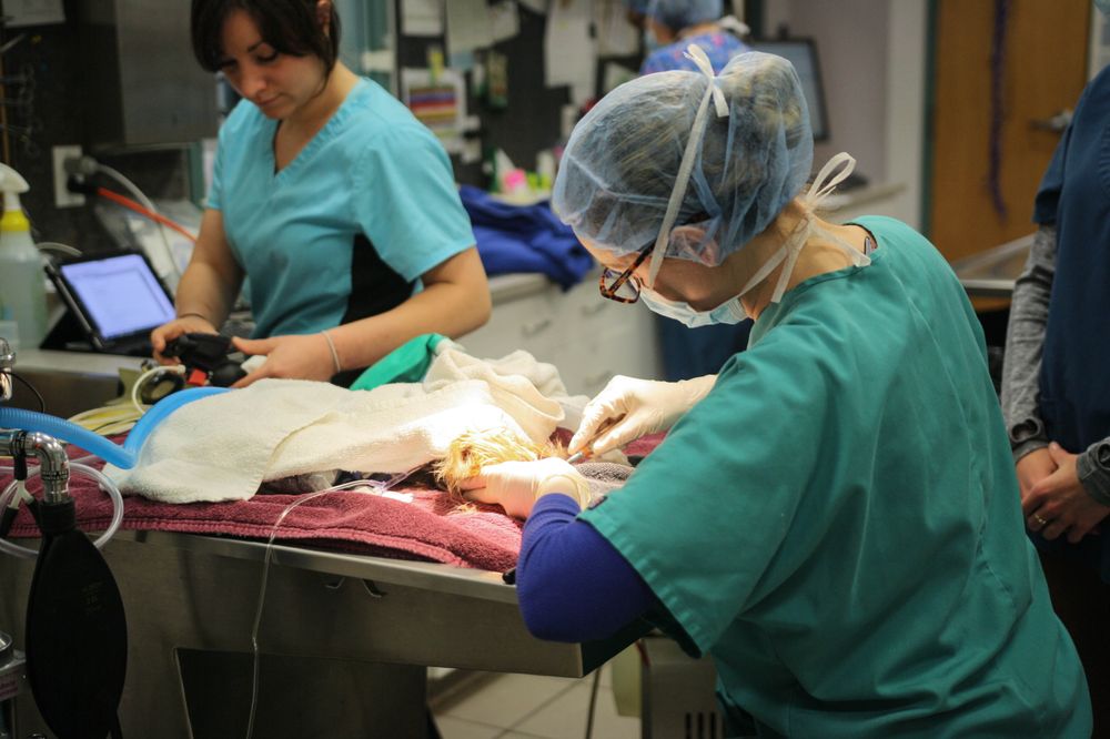 SOUTH PUTNAM ANIMAL HOSPITAL 20 Photos & 23 Reviews Veterinarians