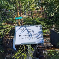 Oaktown Native Plant Nursery
