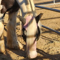 Trinity Therapeutic Riding Center