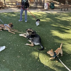 SPCA Dog and Puppy Training - Puppy Level 2 .. Wally, Boo, Duke And Zubei