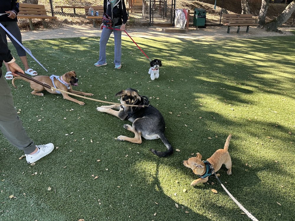 SPCA DOG AND PUPPY TRAINING Updated September 2024 14 Photos & 13