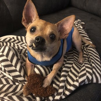 animal dermatology near me