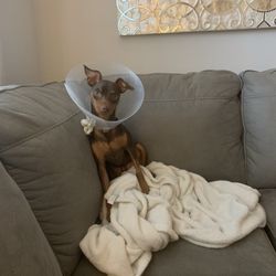 McKinney Emergency Veterinary Clinic - Dog