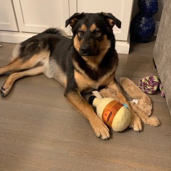 Happy Dog Training - Pet Training Near Me - Huntington, New York Happy Dog Training - Pet Training Near Me - Huntington, New York