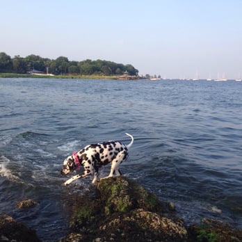 Larchmont Doggie Beach - Diving in - Beaches Near Me - Larchmont, New York Larchmont Doggie Beach - Diving in - Beaches Near Me - Larchmont, New York